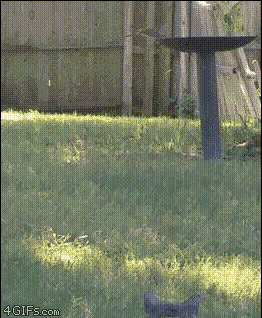 Интересно - 50 GIF-доказательств, что коты — чертовски весёлые ребята