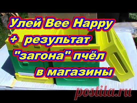 Начинающий пчеловод ! Обзор улья Bee Happy + Результат  ЗАГОНА  пчёл в магазины ! - YouTube