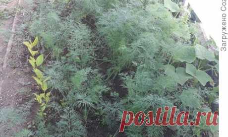 Как я научилась укроп выращивать