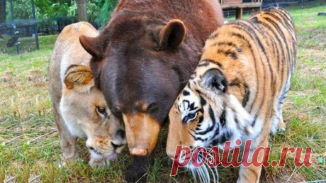 Потрясающие снимки удивительной дружбы животных разных видов