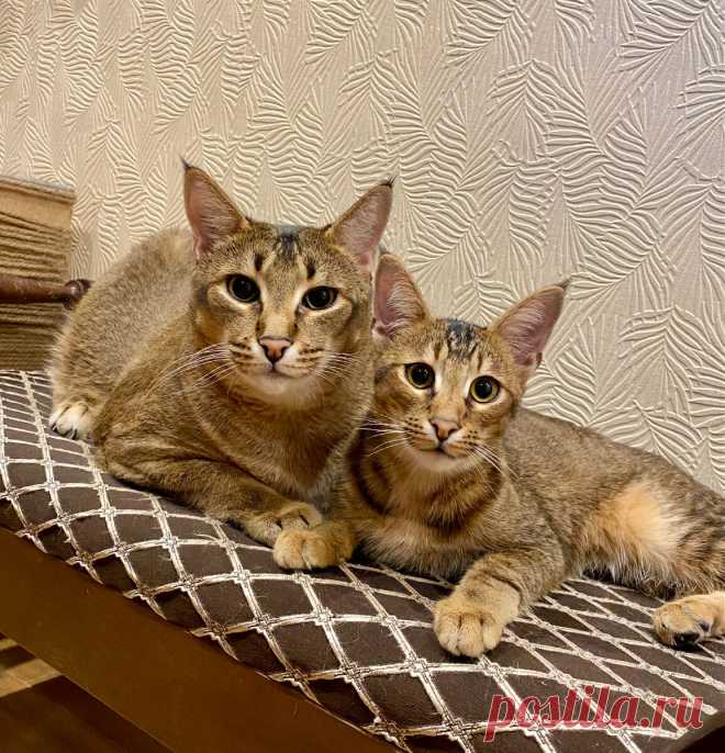 У меня девять кошек, но ремонт как новенький! Рассказываю, как я отучила котиков портить вещи! | Feliz Felis Каракеты | Дзен