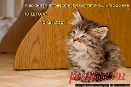 Cамые смешные котоматрицы - 49 картинок