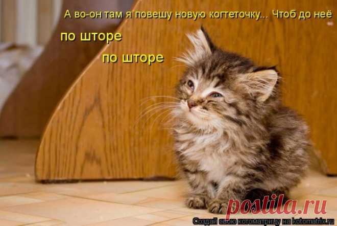 Cамые смешные котоматрицы - 49 картинок