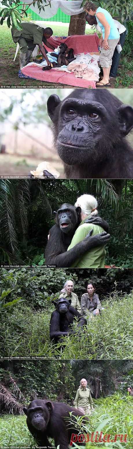 Спасение шимпанзе / Питомцы