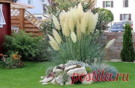 Декоративные злаки в саду