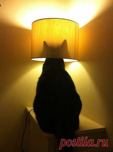 My Cat is a Dick. • Soon. Via Jodie