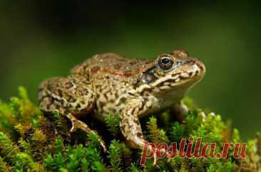 Ароморфозы земноводных: Выход позвоночных на сушу