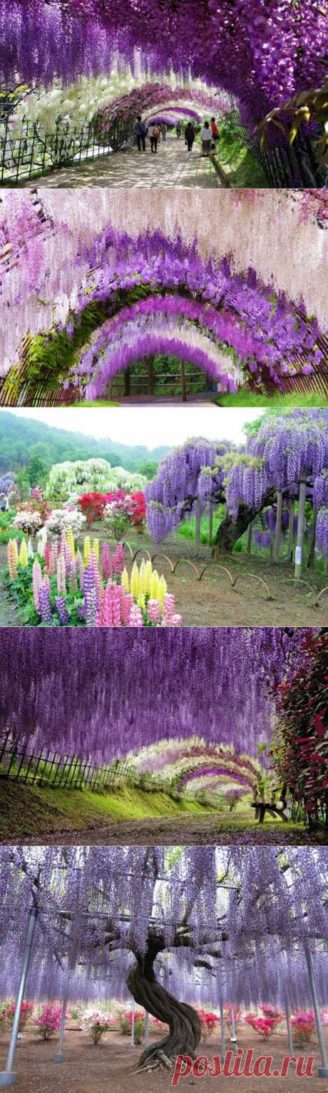 Сад цветов в Японии.