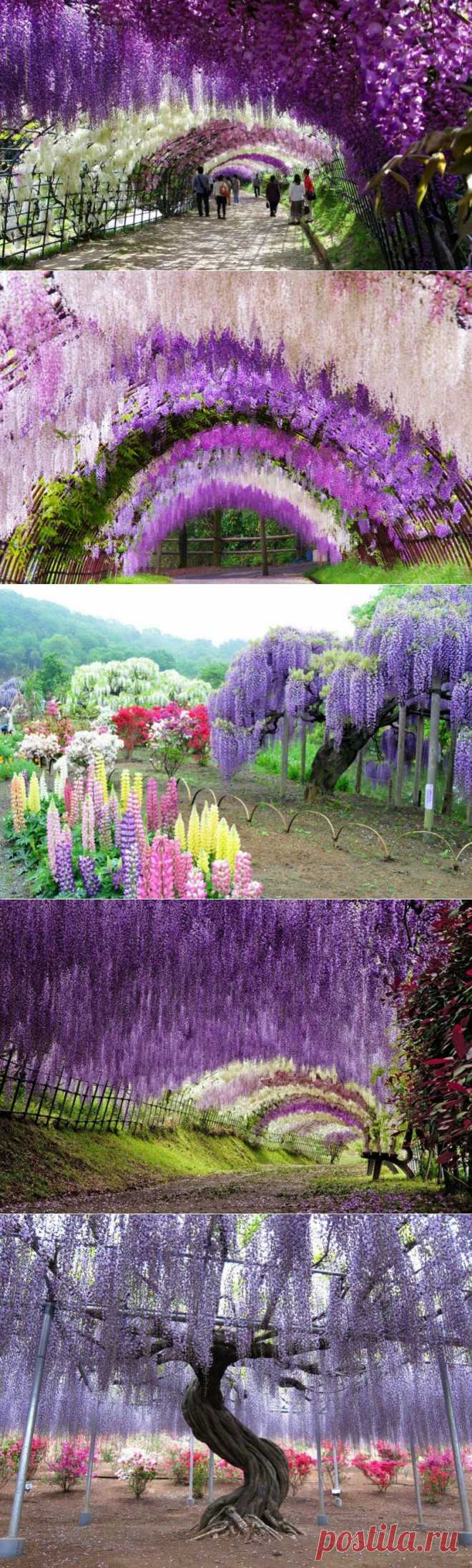 Сад цветов в Японии.