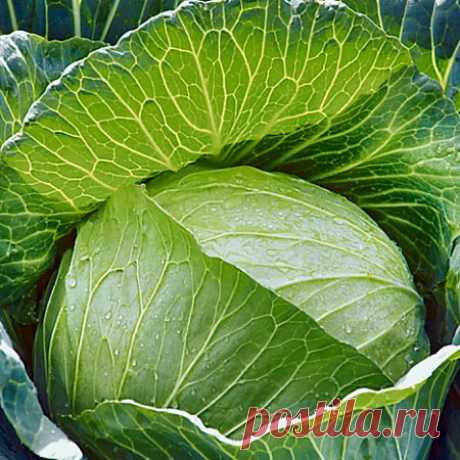 Секреты выращивания крупной и здоровой белокочанной капусты по шагам | D-garden | Яндекс Дзен