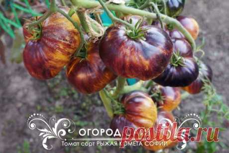 Томат Рыжая комета Софии, семена | ОГОРОД.сайт