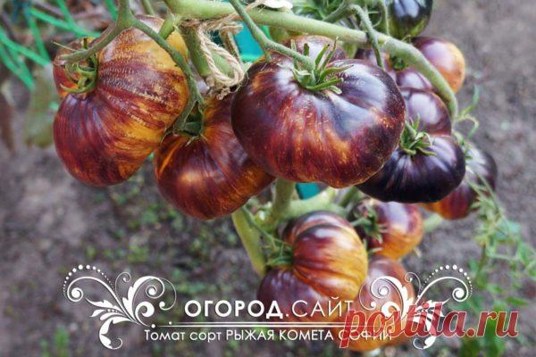 Томат Рыжая комета Софии, семена | ОГОРОД.сайт