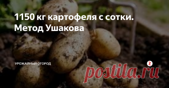 1150 кг картофеля с сотки. Метод Ушакова  Добрый день, огородники и садоводы! Сегодня расскажу вам о методе выращивания картофеля Ушаковым.
Владимир Петрович Ушаков стал известен в России иза счет выращивания картофеля по особенной технологии. Кратко суть в том, что огородник получает высокий урожай картофеля за счет навоза, переработанного в биогумус. В результате чего 