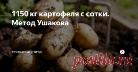 1150 кг картофеля с сотки. Метод Ушакова  Добрый день, огородники и садоводы! Сегодня расскажу вам о методе выращивания картофеля Ушаковым.
Владимир Петрович Ушаков стал известен в России иза счет выращивания картофеля по особенной технологии. Кратко суть в том, что огородник получает высокий урожай картофеля за счет навоза, переработанного в биогумус. В результате чего "живые вещества", как выражается сам автор методики, помогают получит