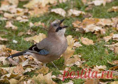 Киселёв Андрей :: Сойкины хлопоты :: Животные :: Галерея :: Клуб Foto.ru