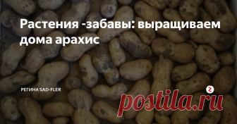 Растения -забавы: выращиваем дома арахис Как вырастить арахис дома. Это будет занимательно. Получаем  урожай.