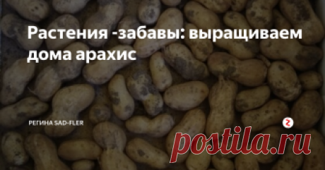Растения -забавы: выращиваем дома арахис Как вырастить арахис дома. Это будет занимательно. Получаем  урожай.