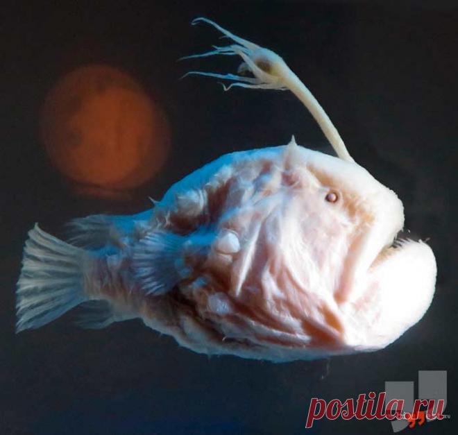Самые необычные глубоководные животные (ТОП-15) + Фото