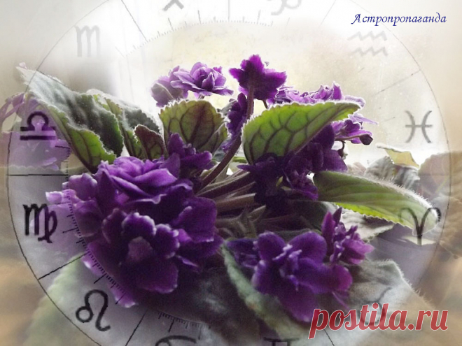 Гороскоп со 2 по 8 октября 2023 | Астролог Нина Стрелкова |
✧ Перед тем, как перейти в знак Весов 5 октября 2023, Меркурий в знаке Девы делает два важных аспекта с высшими планетами, оказывающими сильное и противоречивое влияние на всю эту неделю...