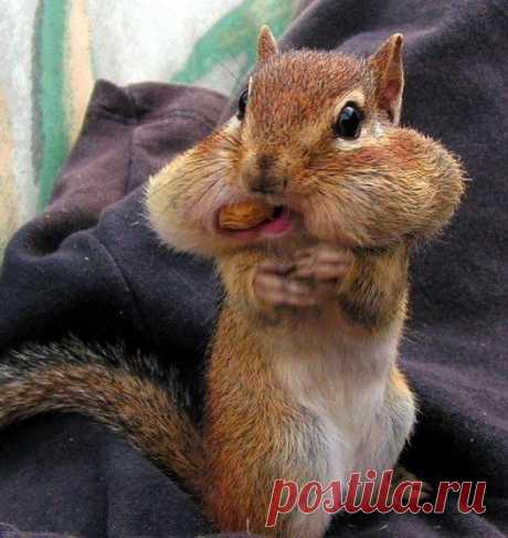 Om Nom Nom! / Райская пища
