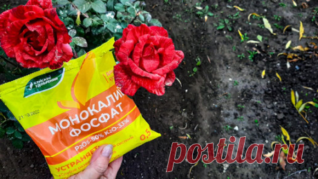 Маленькая Дача | Что внести под розы, чтобы они пережили морозную зиму. 1 ч.л монокалий фосфата. Помогаем розам осенью