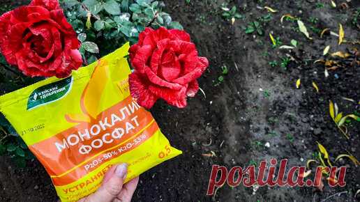 Маленькая Дача | Что внести под розы, чтобы они пережили морозную зиму. 1 ч.л монокалий фосфата. Помогаем розам осенью