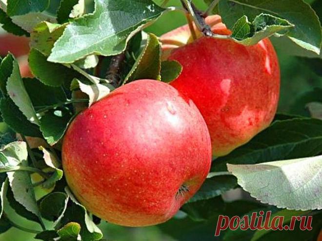 Выращивание вкусных и ароматных «райских яблочек» на садовом участке Яблоню можно встретить практически на любом дачном участке. Деревья хорошо растут и не требуют пристального ухода. Существует множество сортов яблонь, в том числе и мелкоплодные виды. Ярким представит...