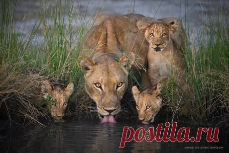 Смешная дикая природа