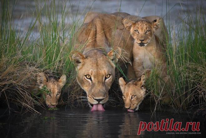 Смешная дикая природа