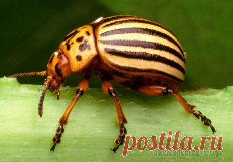 Кого боится колорадский жук?