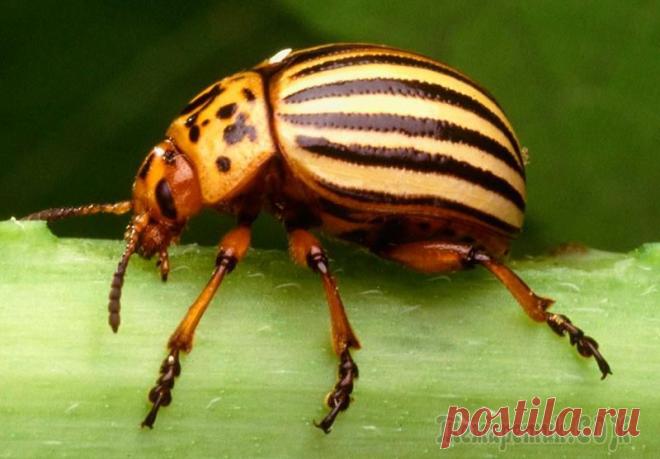 Кого боится колорадский жук?