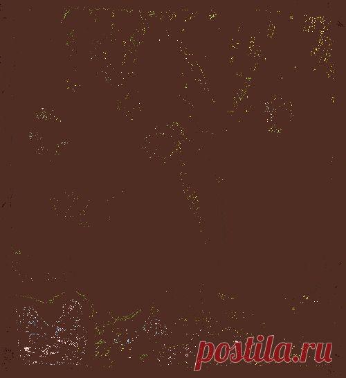 Комнатные растения и приметы | -  zaripowa.aniuta — я.ру