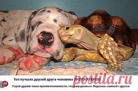 лучшие друзья