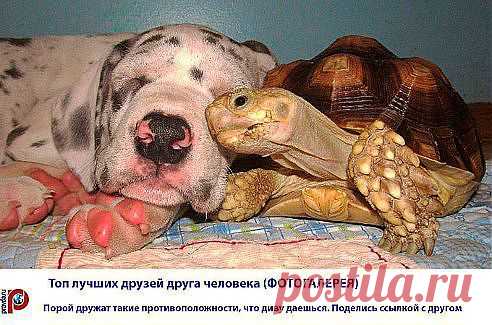 лучшие друзья