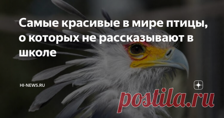Самые красивые в мире птицы, о которых не рассказывают в школе По данным за май 2021 года, ученым известно о существовании 10 806 видов птиц. В основном мы различаем их только по внешнему виду или по стилю их пения. А об образе жизни этих созданий многим из нас известно совсем немного — в основном мы узнаем об этом из документальных фильмов про природу или вообще из школьных учебников. Но в мире существует много видов птиц, о которых редко рассказывают в документалках, а н...