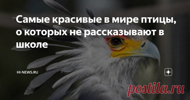 Самые красивые в мире птицы, о которых не рассказывают в школе По данным за май 2021 года, ученым известно о существовании 10 806 видов птиц. В основном мы различаем их только по внешнему виду или по стилю их пения. А об образе жизни этих созданий многим из нас известно совсем немного — в основном мы узнаем об этом из документальных фильмов про природу или вообще из школьных учебников. Но в мире существует много видов птиц, о которых редко рассказывают в документалках, а н...