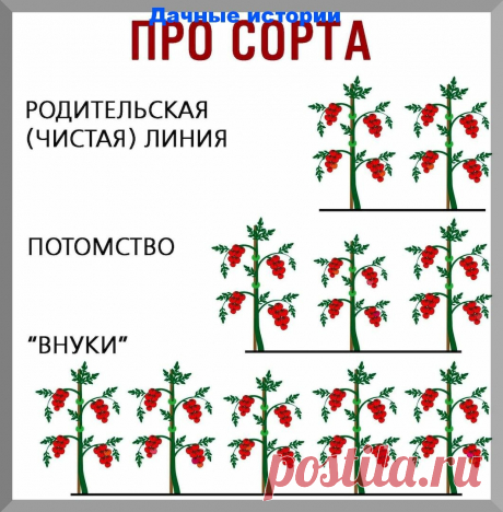 Что лучше посадить сорт или гибрид F1? И еще важная информация которую нужно знать новичку | 6 соток