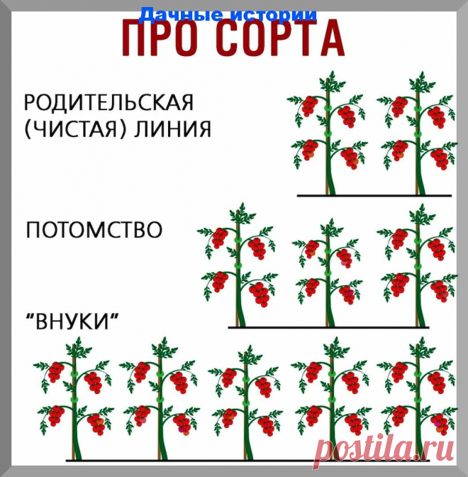 Что лучше посадить сорт или гибрид F1? И еще важная информация которую нужно знать новичку | 6 соток