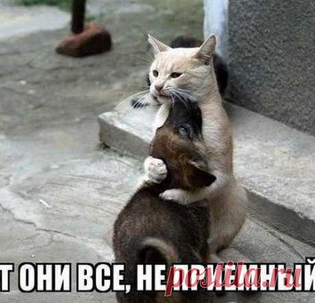 Позитивный сборник прикольных картинок