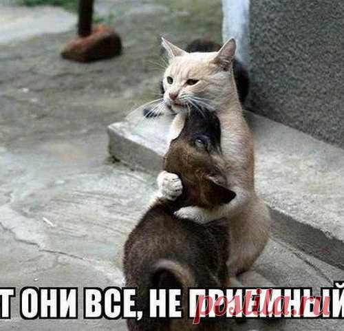 Позитивный сборник прикольных картинок