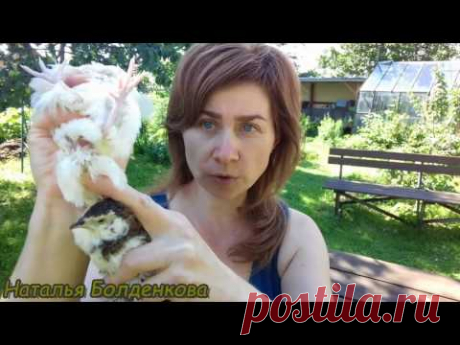 Как определить пол перепелов.