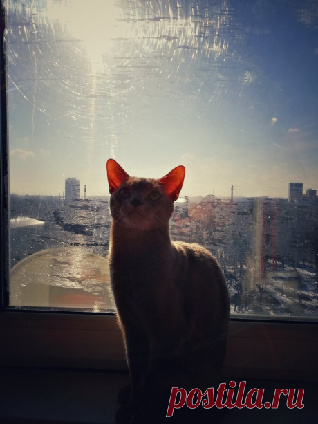 Уже несколько лет я фоткаю смешные и необычные выражения морды моего кота и его весёлые позы. Вы точно улыбнетесь | Блог мобильного фотографа | Яндекс Дзен