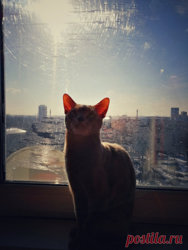 Уже несколько лет я фоткаю смешные и необычные выражения морды моего кота и его весёлые позы. Вы точно улыбнетесь | Блог мобильного фотографа | Яндекс Дзен