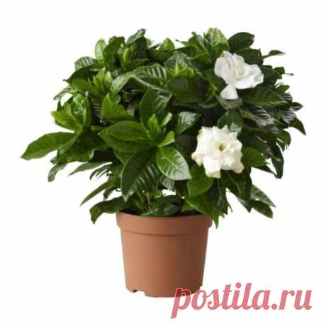 Дрожжи для Ваших цветов.