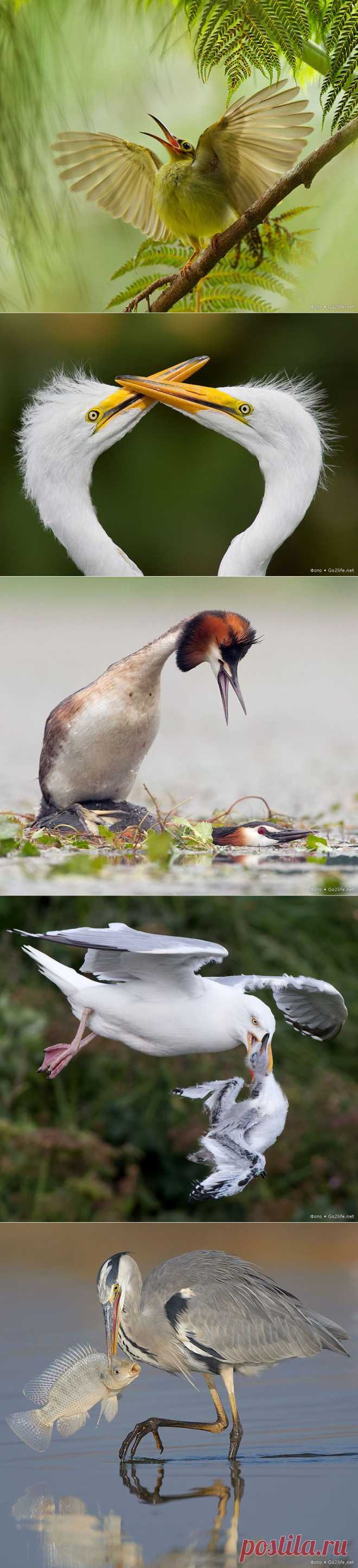 Удивительный мир - мгновения из жизни птиц в природе | ТАЙНЫ ПЛАНЕТЫ ЗЕМЛЯ