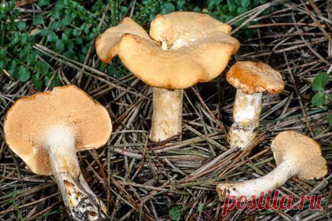Грибы ежовики (Hydnum): информация, где растет, виды, фото