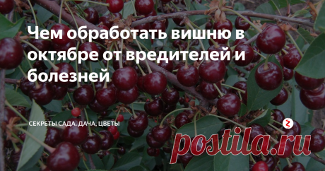 Чем обработать вишню в октябре от вредителей и болезней Хотите получить богатый урожай вишни на следующий год? Позаботьтесь осенью о лечении и профилактике заражения дерева заболеваниями и вредителями. Октябрь — отличное время для этого. Урожай уже собран, да и эффект от обработки продлится до весны, когда все недуги активизируются и начинают вредить вишне.
Защита вишни от вредителей и болезней — один из