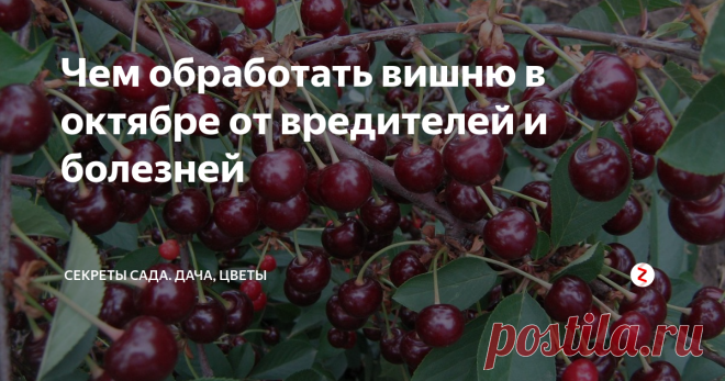 Чем обработать вишню в октябре от вредителей и болезней Хотите получить богатый урожай вишни на следующий год? Позаботьтесь осенью о лечении и профилактике заражения дерева заболеваниями и вредителями. Октябрь — отличное время для этого. Урожай уже собран, да и эффект от обработки продлится до весны, когда все недуги активизируются и начинают вредить вишне.
Защита вишни от вредителей и болезней — один из