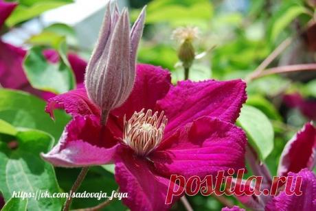 Клематис: Подкормки. Подготовка к зимовке