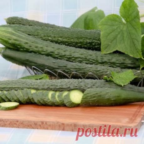 4 интересных сорта китайских огурцов